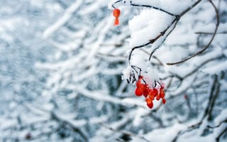 Картинка зима, зимние, время года, сезоны, сезонные, снег, иней, изморозь, белый, ягоды, ягода