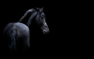 Картинка лошади, конь, животные, amoled, амолед, черный
