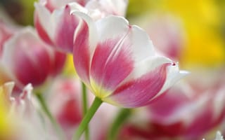Обои тюльпаны, весна, розовый, макро, цветы