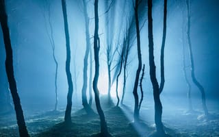 Картинка лес, деревья, дерево, природа, ночь, темнота, свечение