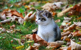 Картинка кот, кошки, кошка, кошачьи, домашние, животные, котенок, маленький, осень