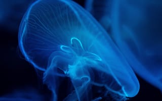 Картинка медуза, подводный мир, щупальца, глубоко, океан, море, вода, животное, подводный, макро, крупный план