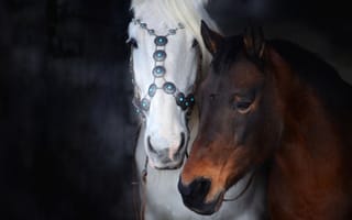 Картинка лошади, конь, животные, пара, двое, белый