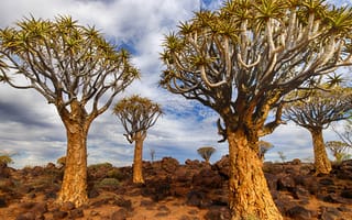 Картинка Намибия, Африка, природа, дерево