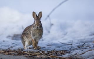 Картинка заяц, кролик, животные, животное, природа, зима, снег