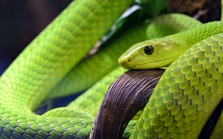 Картинка змея, рептилии, рептилия, животное, животные, зеленый
