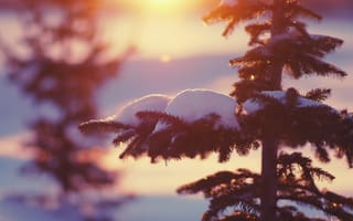 Картинка природа, снег, елки, зима, свет