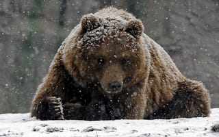Картинка медведь, животные, животное, природа, зима, снег