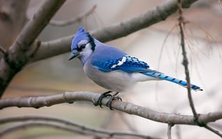 Картинка голубая сойка, сойка, голубая, птицы, птица, животное, животные, ветка, дерево