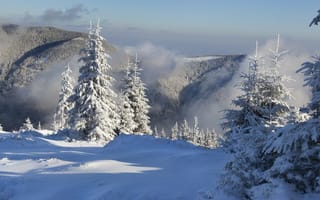Обои туман, снег, зима, лес, ёлки, горы