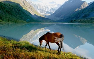 Картинка лошади, конь, животные, гора, вода, озеро, пруд, луг
