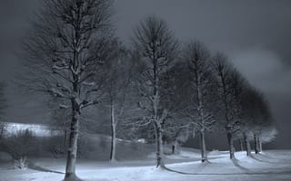Обои ночь, деревья, зима
