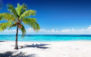 Картинка лето, летние, пляж, пальма, дерево, тропики, тропический