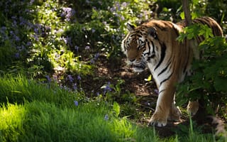 Картинка тигр, бенгальский тигр, полосатый, животные, животное, природа