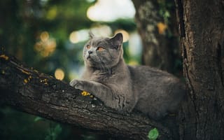 Картинка кот, кошки, кошка, кошачьи, домашние, животные, серый, дерево