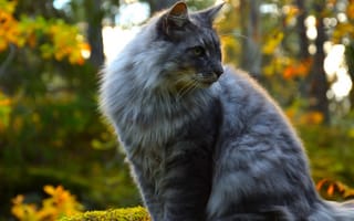 Картинка кот, кошки, кошка, кошачьи, домашние, животные, осень