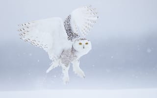 Картинка белая сова, полярная сова, сова, птица, птицы, животное, животные, полет, летит, зима, снег