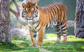 Картинка тигр, взгляд, хищник, суматранский