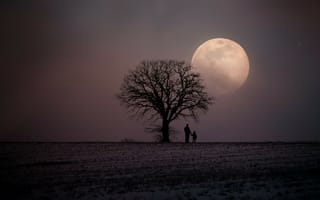 Картинка дерево, природа, ночь, темнота, луна, поле, снег, зима