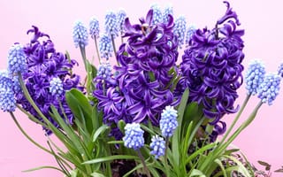 Картинка гиaцинт, цветок, цветущий, весна, мускари, мышиный гиацинт, гиацинт, цветы, растение, растения, цветочный, фиолетовый