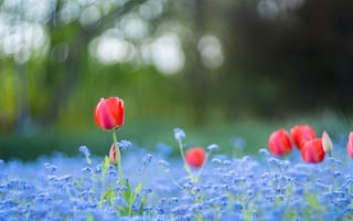 Картинка незабудки, незабудка, маленькие, голубые, цветок, весна, тюльпан, цветы, растение, растения, цветочный