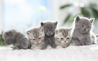 Картинка котенок, кот, маленький, кошки, кошка, кошачьи, домашние, животные, крошечный, серый