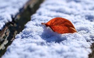 Картинка макро, зима, листок, листки, зимние, листья, утро, снег