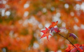 Картинка листья, клен, осень