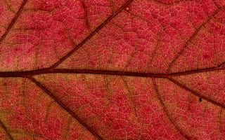 Картинка осень, осенние, время года, сезоны, сезонные, лист, растение, текстура, макро, крупный план, красный