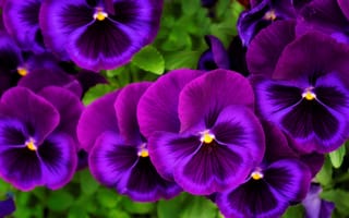 Картинка фиалка, цветок, цветы, растение, растения, цветочный, фиолетовый