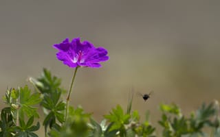 Картинка цветок, насекомое, фиолетовый, листья