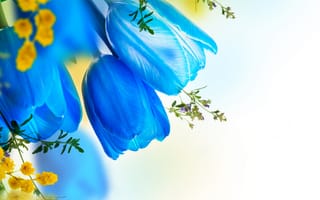 Картинка тюльпаны синие, twigs of willow, веточки вербы, цветы, tulips, вода, мимоза, flowers, water, Mimosa
