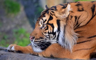 Картинка тигр, бенгальский тигр, полосатый, дикие кошки, дикий, кошки, большие кошки, большая кошка, хищник, животные