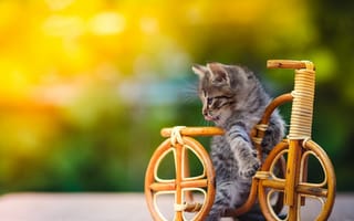Картинка кот, кошки, кошка, кошачьи, домашние, животные, котенок, маленький, полосатый, велосипед