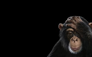 Картинка шимпанзе, обезьяна, примат, животное, животные, природа, amoled, амолед, черный