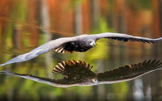 Картинка орел, птица, птицы, животное, животные, вода, озеро, пруд, отражение