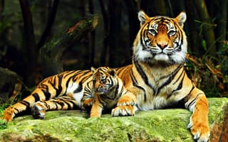 Картинка тигр, бенгальский тигр, полосатый, дикие кошки, дикий, кошки, большие кошки, большая кошка, хищник, животные, детеныш, маленький