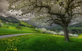 Картинка природа, луг, дерево, весна