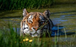 Картинка тигр, бенгальский тигр, полосатый, дикие кошки, дикий, кошки, большие кошки, большая кошка, хищник, животные, озеро, вода, пруд