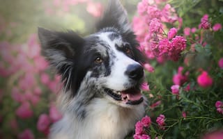Картинка бордер-колли, колли, собака, порода, собаки, пес, животное, животные, питомец, цветок, цветущий, весна