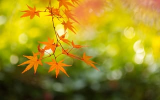 Картинка Япония, осень, By ジェイリー, клён, Киото, ветка