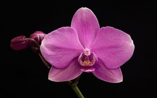 Картинка макро, орхидея, темный