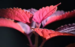 Картинка лист, растение, природа, красный