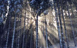 Картинка зима, зимние, время года, сезоны, сезонные, снег, лес, деревья, дерево, природа, свет, лучи, солнечный свет, лучи солнца, солнце