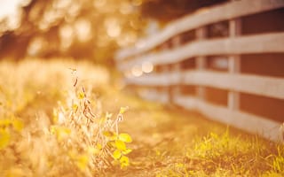 Картинка осень, ограда, природа, листья, солнце, боке, забор, свет, макро, трава
