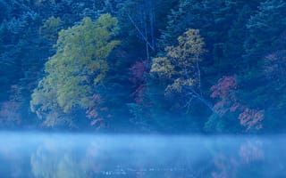 Картинка деревья, туман, лес, озеро