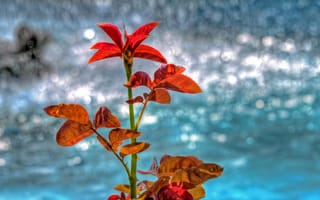 Картинка листья, растение, вода, отражение, блеск, осень