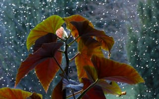 Картинка лист, растение, природа, капли, капли воды, капли дождя, дождь, роса, влага