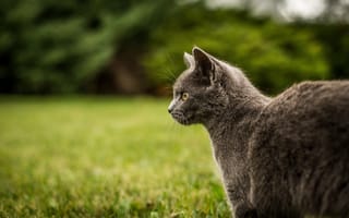 Картинка кот, кошки, кошка, кошачьи, домашние, животные, серый