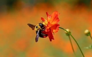 Картинка стебель, насекомое, пчела, цветок, природа